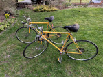 Fuji gran tourers - male and female