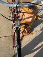 Women’s Peougeot Road Bicycle
