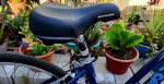 Women's Giant(Liv) Cypress Comfort Hybrid Bicycle