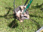 Bob Jackson tandem Racing bike, Reduced