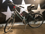 20” Giant Cyprus DX
