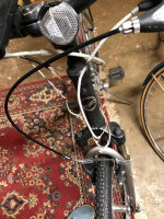 20” Giant Cyprus DX