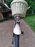 Lady's Vintage Schwinn Starlet Cruiser wth Tank