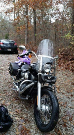 2011. HD  Dyna StreetBob