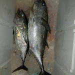 Sport Fish