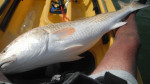Ocean Kayak Prowler Big Game