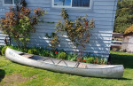 15 Grumman aluminum canoe