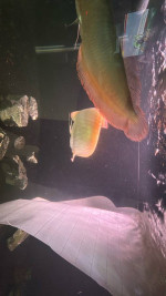 Albino arowanas