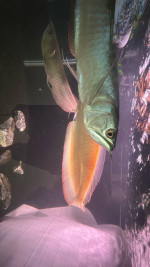 Albino arowanas