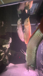 Albino arowanas