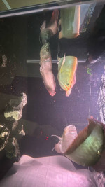 Albino arowanas