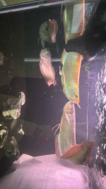 Albino arowanas