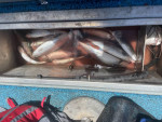 1990 GREGOR 16' 5 with Trailer