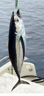 *** WANTED *** 21 foot - 27 FOOT BOSTON WHALER ***