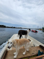 1963 Boston Whaler Runs but needs TLC