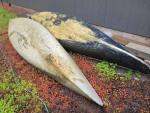 Canoe - American Fiber Lite 17"
