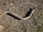 2015-18 Kia Sedona Exhaust / Gas Tank