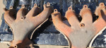 Honda D-Series Exhaust Manifold