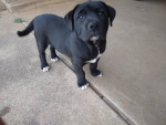 Pit American puppy mix