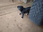 Pit American puppy mix