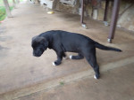 Pit American puppy mix