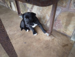 Pit American puppy mix