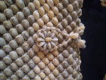 SHELL PURSE- Vintage