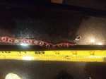 Red Bead Necklace