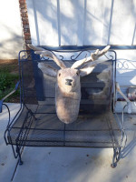 Big Game Trophies Lyons Colorado Deer Plush Puppet