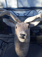 Big Game Trophies Lyons Colorado Deer Plush Puppet