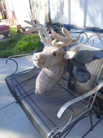 Big Game Trophies Lyons Colorado Deer Plush Puppet
