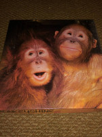 🐵 PUZZLE: Vintage 'Monkeyshine' 1982 by EATON - Orangutans