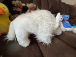 Ty Beanie Buddy White Buffalo