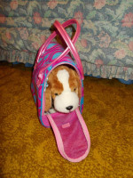 “Pucci Pups” – Beagle Puppy with Carrier Bag