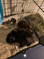 Guinea pigs 4 sale