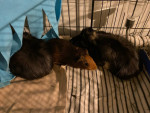 Guinea pigs 4 sale