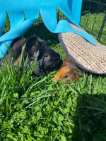 Guinea pigs 4 sale
