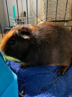 Guinea pigs 4 sale