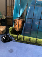 Guinea pigs 4 sale