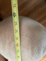 Gigantic RARE 7 ft.Vintage "Henry the Dog" from 1971