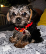 Toy yorkie