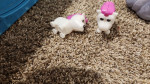 Adopt me plushies and toys