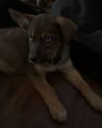 Australian shpperd husky mix