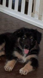 Australian shpperd husky mix