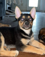 Australian shpperd husky mix