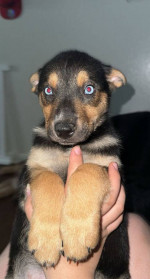 Australian shpperd husky mix