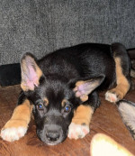 Australian shpperd husky mix
