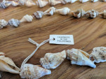 Seashell necklaces
