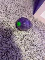 grape orby stressball