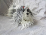 RUSS BERRIE YOMIKO CLASSICS PLUSH VINTAGE CUTE SHIH TZU